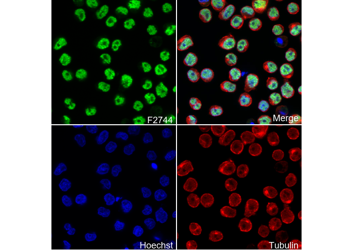 Oct-2 Antibody
