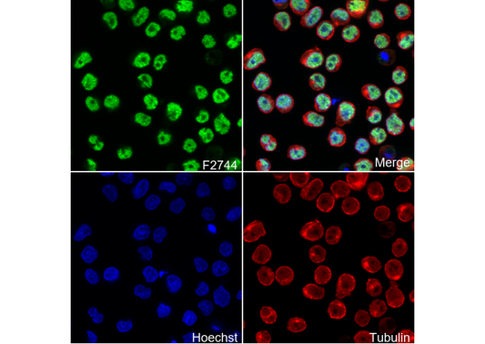Oct-2 Antibody