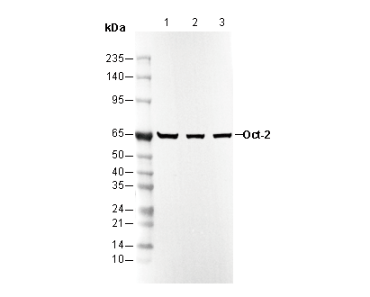 Oct-2 Antibody