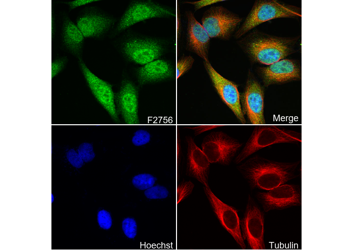 CCT2 Antibody