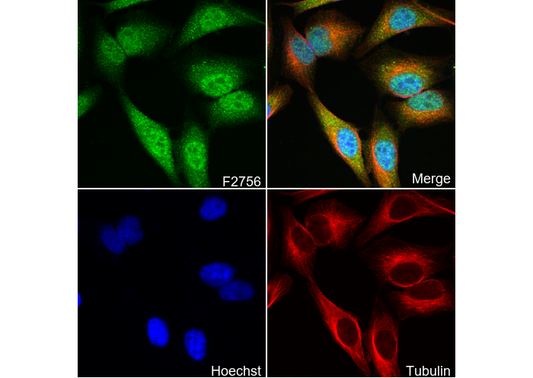 CCT2 Antibody