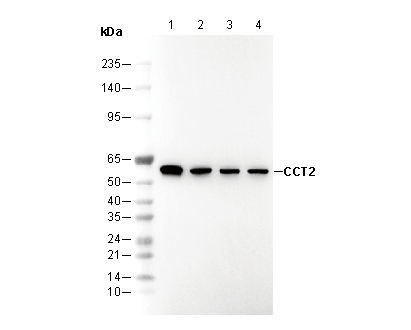 CCT2 Antibody