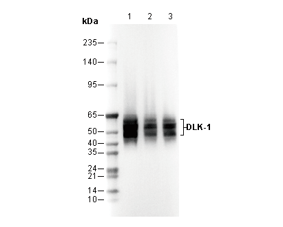 DLK-1 Antibody