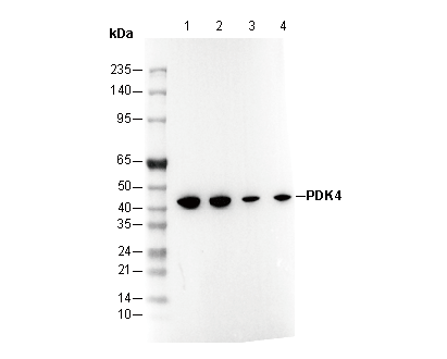 PDK4 Antibody
