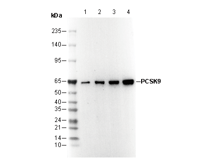 PCSK9 Antibody