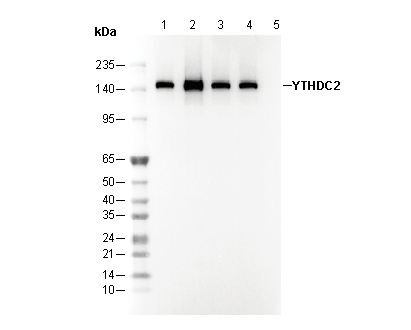 YTHDC2 Antibody