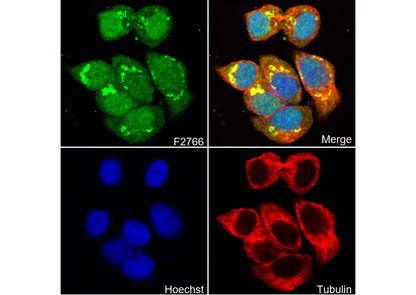Dkk3 Antibody