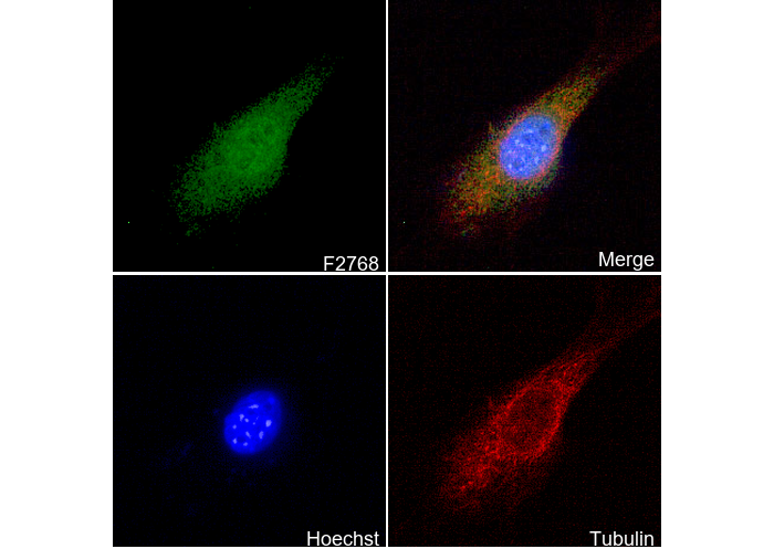 ATF5 Antibody