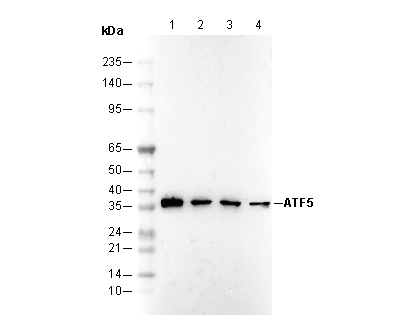 ATF5 Antibody