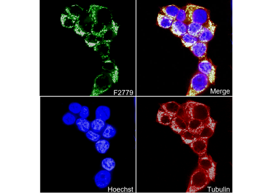 MTHFD2 Antibody