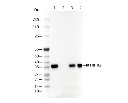 MTHFD2 Antibody
