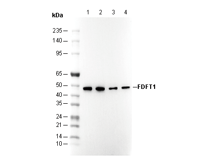 FDFT1 Antibody