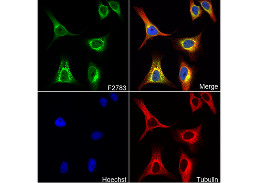 Prostaglandin E Receptor EP2/PTGER2 Antibody