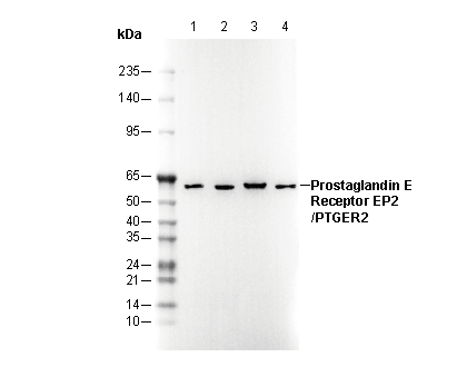 Prostaglandin E Receptor EP2/PTGER2 Antibody