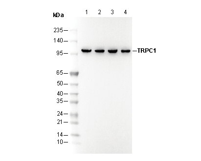 TRPC1 Antibody