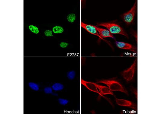 Acetyl-Histone H3 (Lys4) Antibody