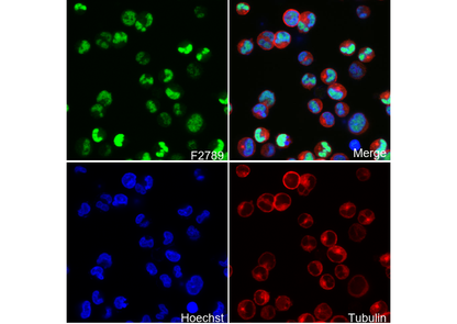 MEF2A + MEF2C Antibody