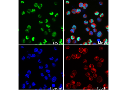MEF2A + MEF2C Antibody