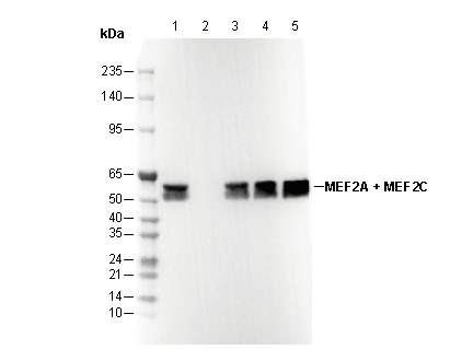 MEF2A + MEF2C Antibody