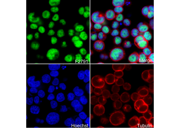 IRF4 Antibody