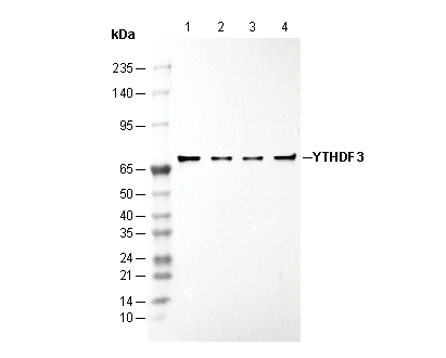 YTHDF3 Antibody