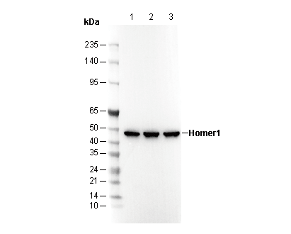 Homer1 Antibody