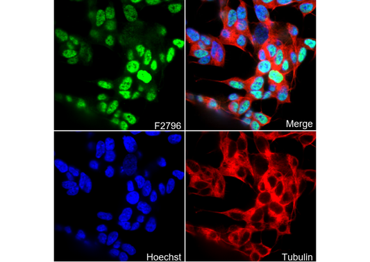 PROX1 Antibody
