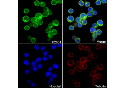 MALT1/MLT Antibody