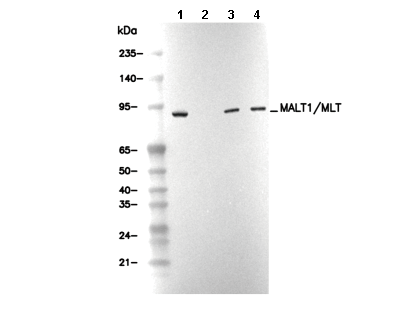 MALT1/MLT Antibody
