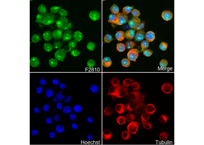 ARPC5/p16 ARC Antibody