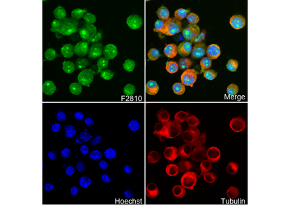 ARPC5/p16 ARC Antibody