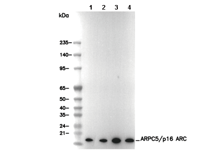 ARPC5/p16 ARC Antibody