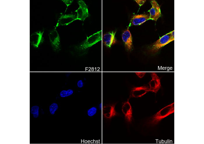PCDH7 Antibody