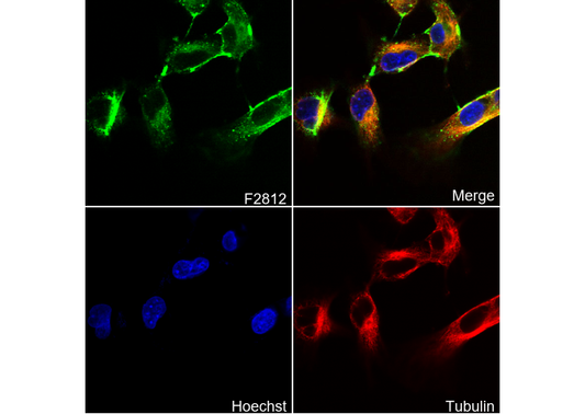 PCDH7 Antibody