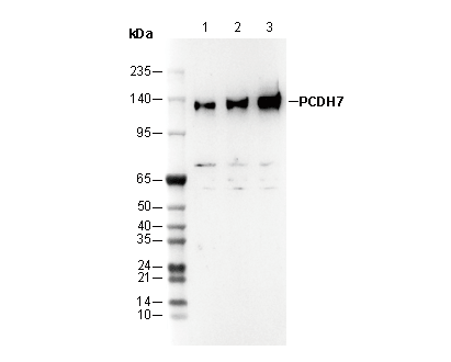 PCDH7 Antibody