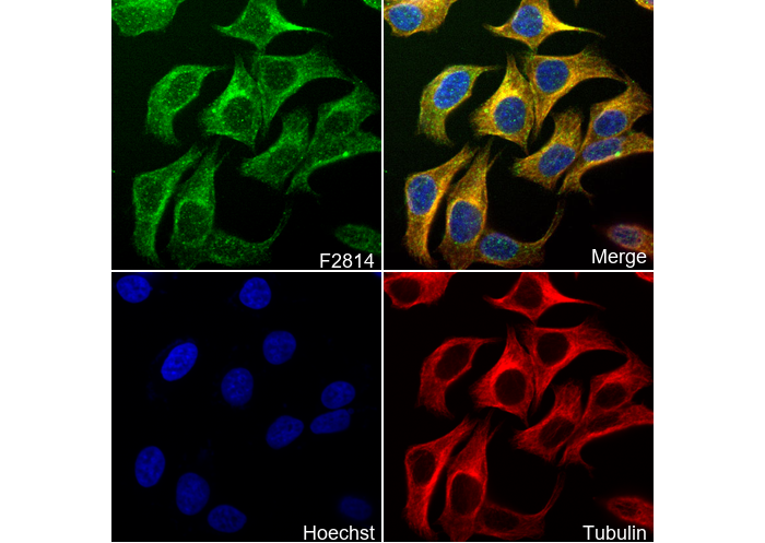 NDUFS2 Antibody