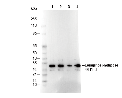 Lysophospholipase 1 Antibody