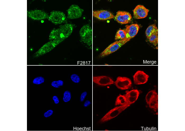 Zic2 Antibody
