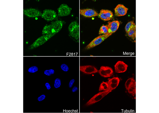 Zic2 Antibody