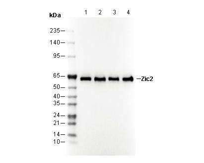 Zic2 Antibody