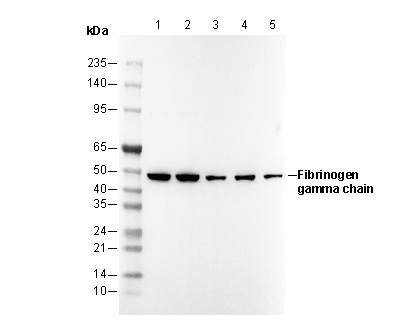 Fibrinogen γ chain Antibody