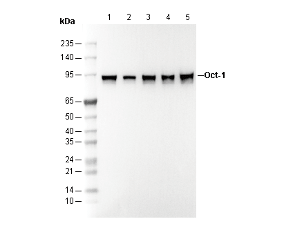 Oct-1 Antibody