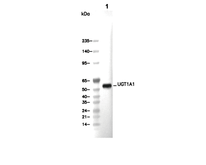 UGT1A1 Antibody