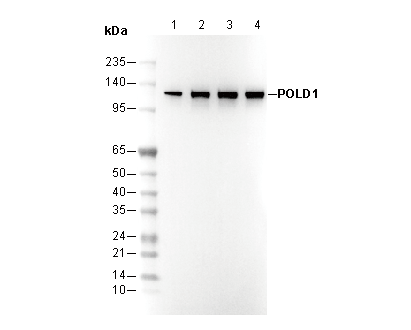 POLD1 Antibody