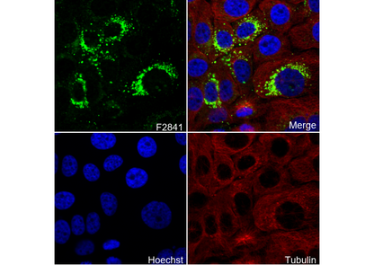 CEACAM6 Antibody