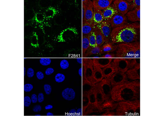 CEACAM6 Antibody