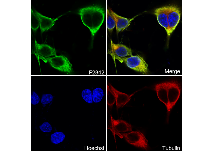 NNMT Antibody