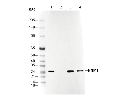 NNMT Antibody