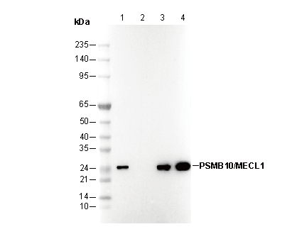 PSMB10/MECL1 Antibody