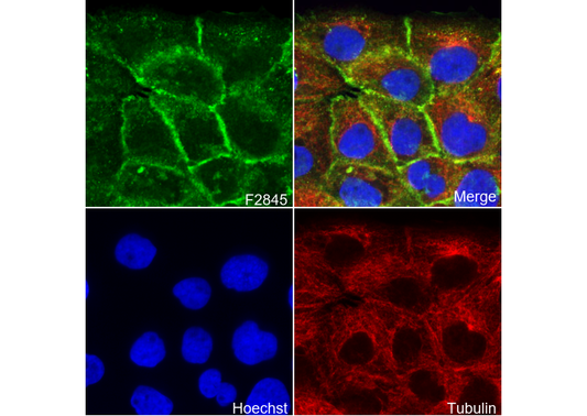 Phospho-EGFR (Tyr1068) Antibody